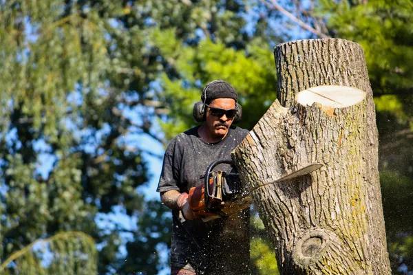 Best Tree Service Springfield, IL for Tree Maintenance and Removal