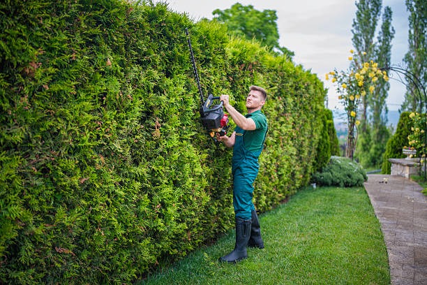 Expert Tree Service Janesville for Safe and Professional Tree Care