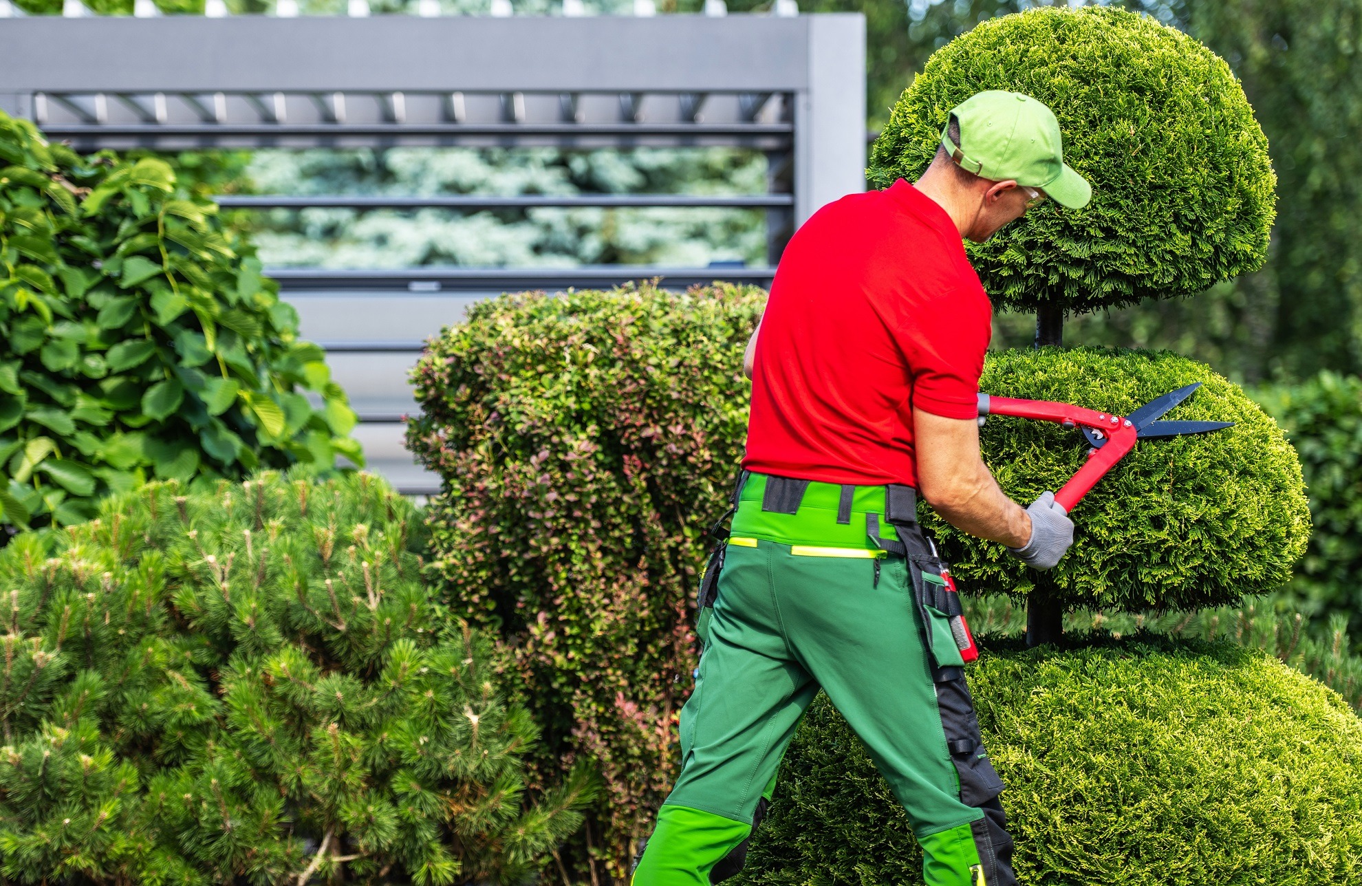 Expert Tree Care with Heald green tree surgeon for Every Property
