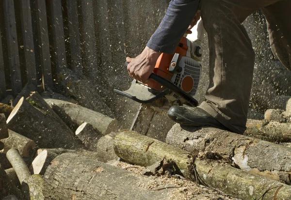 Fast Tree Removal Service Mobile with Affordable Pricing