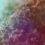 Where to Buy THCA in Austin Without the Guesswork