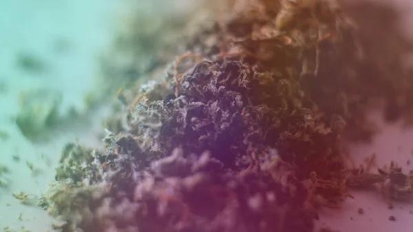 Where to Buy THCA in Austin Without the Guesswork