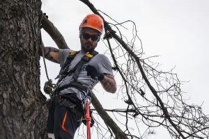 Affordable Tree Service Mobile Services